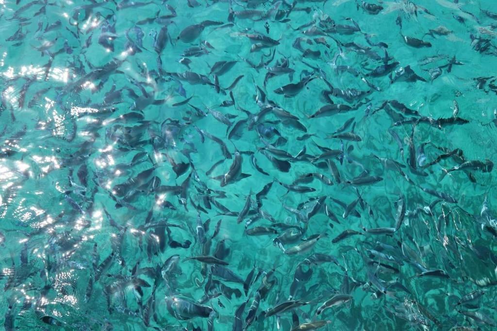 Ocean Flat Daire Cagliari Dış mekan fotoğraf